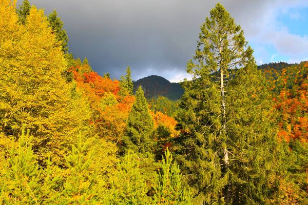 Spruce tree and yellow and orange autumn foliage in a deciduous, broadleaf autumn forest in Karavanke mountains, Gorenjska, Slovenia