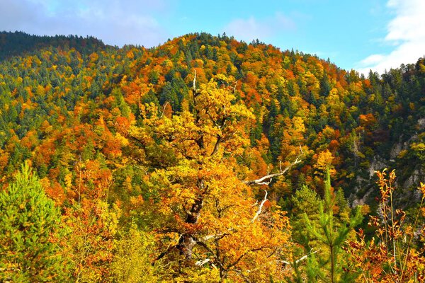 Oak tree in yellow autumn foliage with a hill with red and orange foliage in Karavanke mountains, Gorenjska, Slovenia