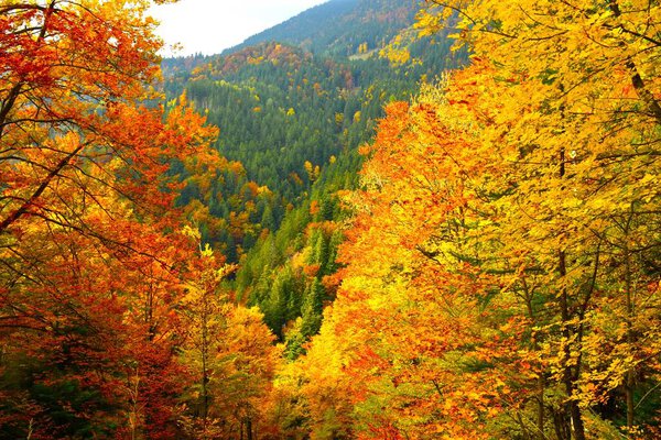 Autumn yellow and orange foliage of deciduous broadleaf trees and a view of a conifer forest in Karavanke mountains, Gorenjska, Slovenia