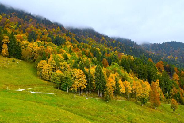 Yellow autumn colored forest and a meadow in Karavanke mountains, Gorenjska, Slovenia