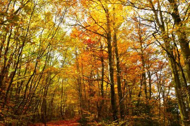 Ilıman, yaprak döken geniş yapraklı kayın ormanı, sarı ve turuncu sonbahar yaprakları.