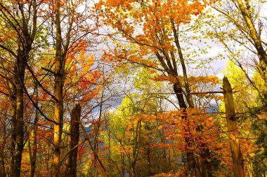 Ilıman, yaprak döken, sarı ve turuncu renkli geniş yapraklı bir ormanda renkli sonbahar yaprakları.