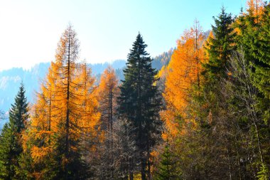 Sonbaharda kozalaklı orman ladin ağaçları ve altın renkli karaçam ağaçları
