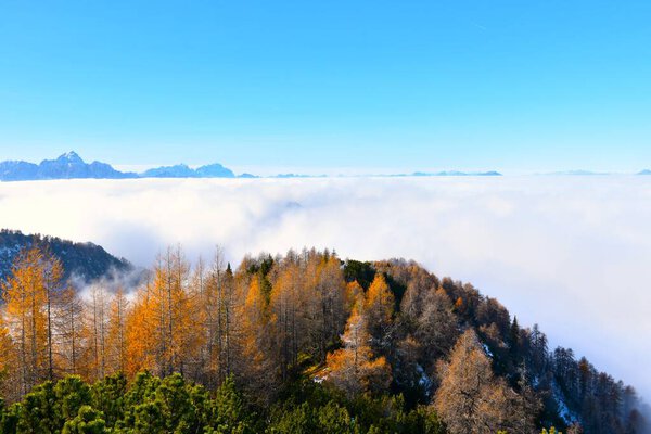 Mountain ridge in Karavanke with a gold colored larch forest above the clouds in Gorenjska, Slovenia
