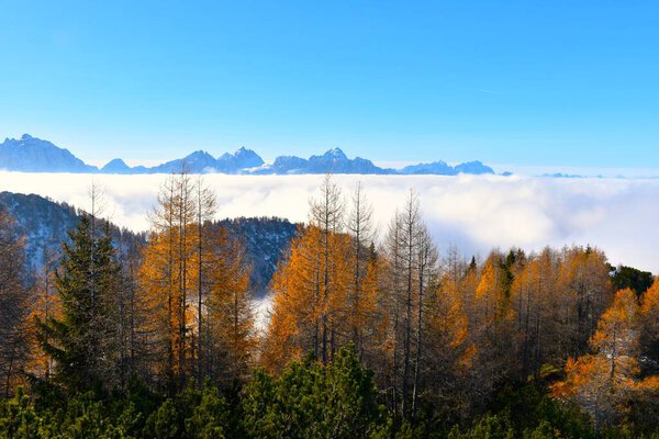 Gold colored autumn deciduous conifer larch forest in Karavanke mountains and Julian alps above the clouds in Gorenjska, Slovenia