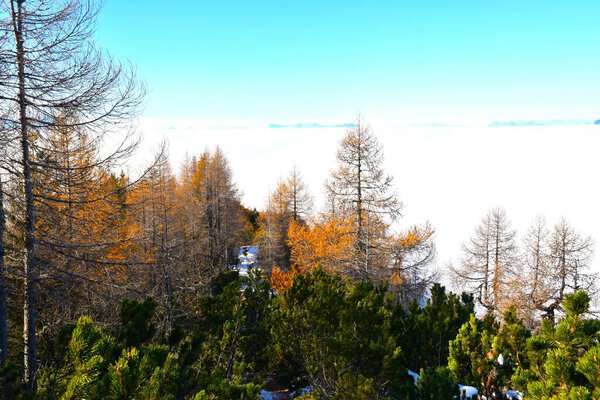 Mugo pine bushes and gold colored larch trees in Karavanke above the clouds