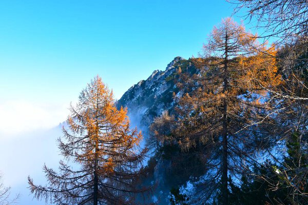 Peak of Trupijevo poldne mountains in Karavanke mountains and gold colored larch trees in Gorenjska, Slovenia