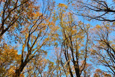Sonbahar yapraklı meşe (Quercus cerris) ağaç tepe örtüsü