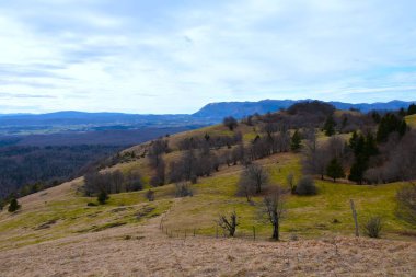Slovenya 'nın Notranjska kentindeki Planinska gora ve Hrusica' da ağaçlarla otlak