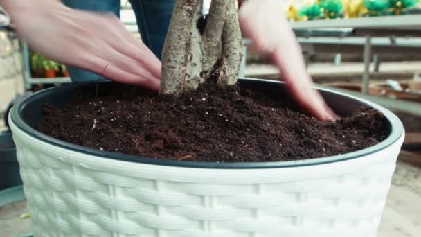 Woman plants a flower, female pours earth — Stock Video