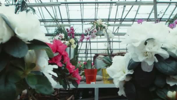 杜鹃花温室里的花朵 — 图库视频影像