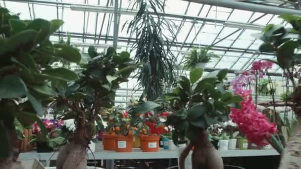 Blumen im Gewächshaus — Stockvideo