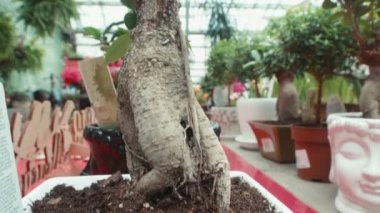 Bir sera Satılık çiçek sunulan