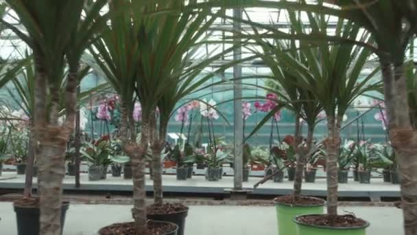 Dracaena in de kas — Stockvideo