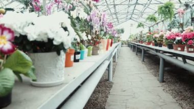 Çiçekli sera