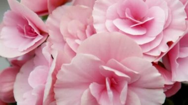 Menekşe çiçek makro