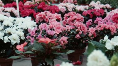 Açelya çiçek sera içinde