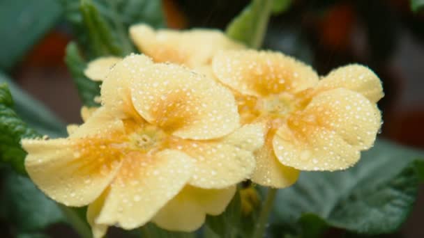 Gotas de agua caen sobre una flor amarilla — Vídeo de stock