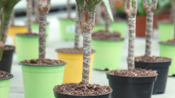 Dracaena en el invernadero — Vídeo de stock