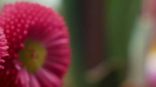 Macro flor roja y amarilla — Vídeos de Stock