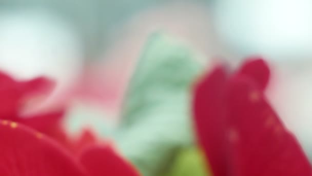 macro fleur rouge et jaune 