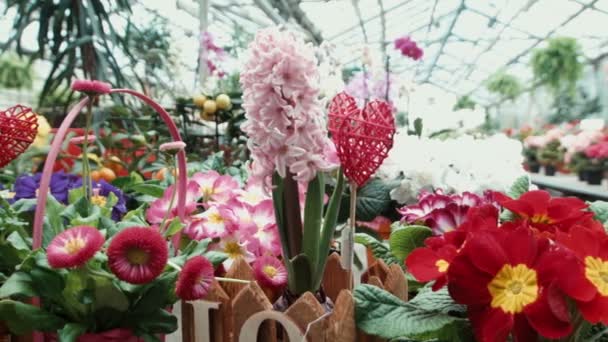 Flores multicolores en el invernadero — Vídeo de stock