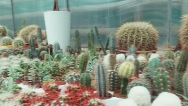 Plantation of cactuses in the greenhouse — Stock Video