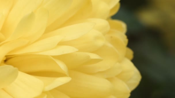 Macro fleur jaune — Video