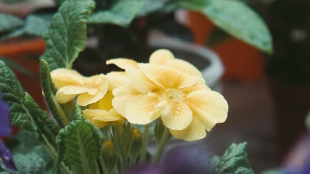 Gotas de agua caen sobre una flor amarilla — Vídeo de stock