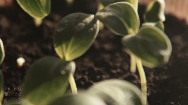 Salatalık lahanası