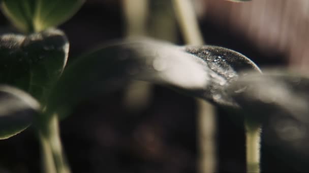 黄瓜豆芽 — 图库视频影像