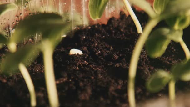 The cucumber sprouts — Stock Video