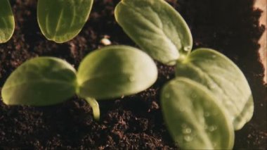 Salatalık lahanası