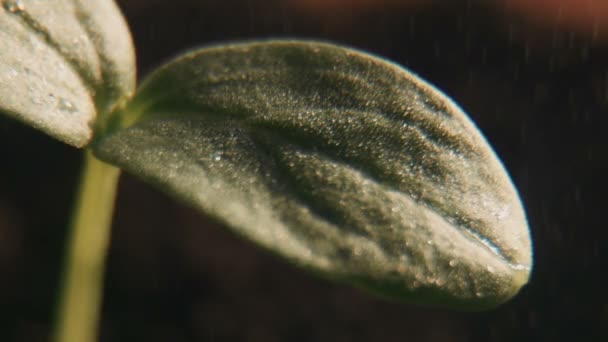 The cucumber sprouts — Stock Video