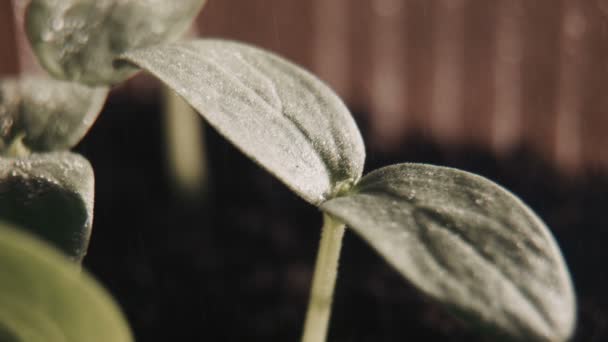 黄瓜豆芽 — 图库视频影像