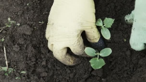 Primer plano de la persona que cultiva el brote de pepino — Vídeo de stock