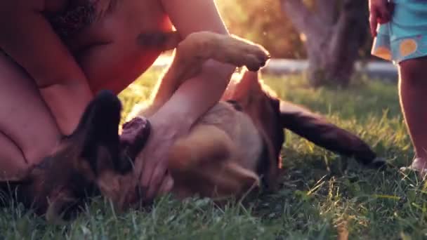 Emocionar cachorro perro rodando en la hierba — Vídeo de stock