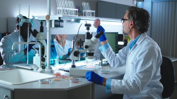 Cientista de meia idade examinando a carne celular perto de colegas — Fotografia de Stock