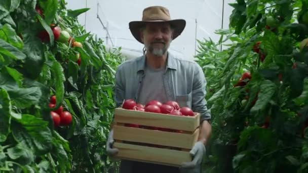 Heureux homme mûr avec des tomates marchant en serre — Video