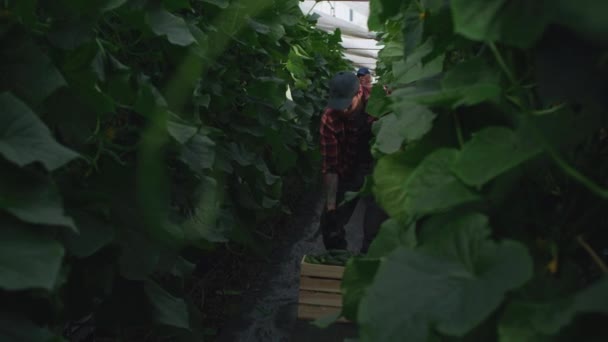 Homme récoltant des concombres à partir de plantes — Video