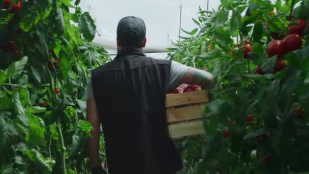 Fermier méconnaissable marchant près des plants de tomate — Video