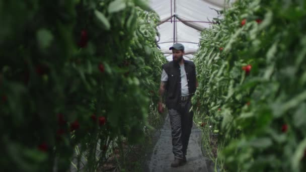人类在温室里检查番茄植物 — 图库视频影像