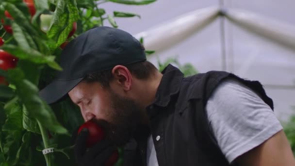 Fermier barbu sentant la tomate mûre — Video