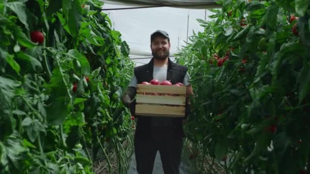 Cheerful gardener with tomatoes working in hothouse — Stock Video