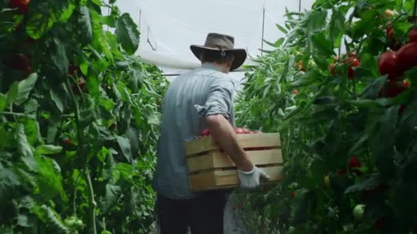 Fermier mature avec des tomates marchant près de plantes luxuriantes — Video