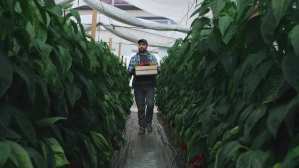Skäggig trädgårdsmästare med paprika går i hothouse — Stockvideo