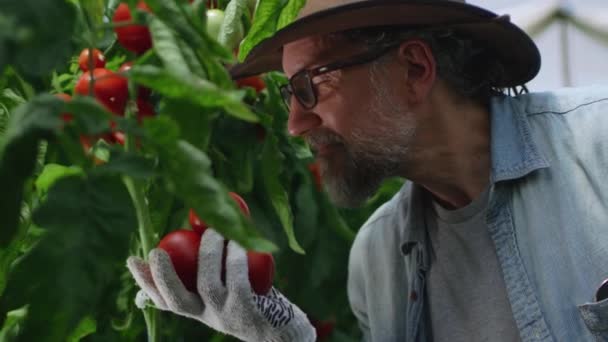 Mature jardinier odeur tomates sur arbuste — Video