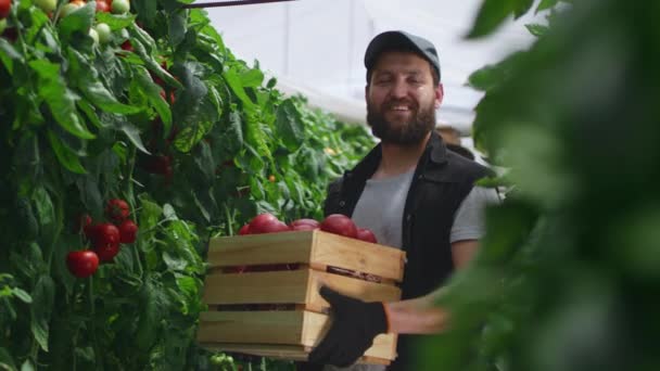 Heureux agriculteur masculin avec boîte de tomates — Video