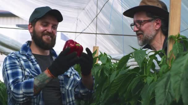 Jardiniers masculins récoltant le poivre ensemble — Video
