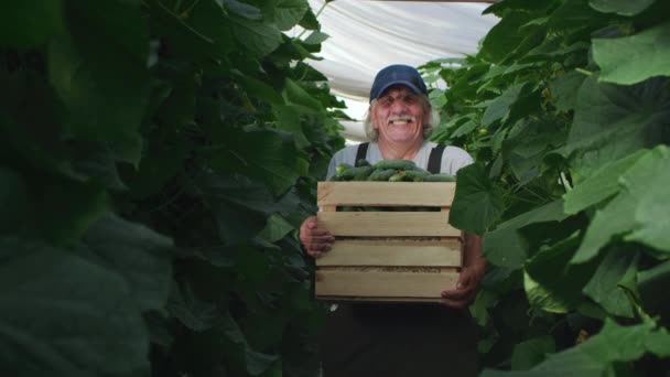 Happy senior farmer with box of ripe cucumbers — Stock Video